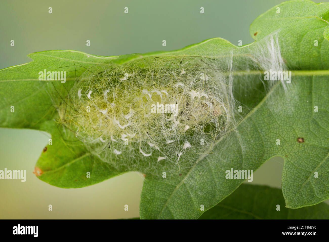 vapourer moth, common vapourer, rusty tussock moth (Orgyia antiqua, Orgyia recens), pupa in cocoon, Germany Stock Photo