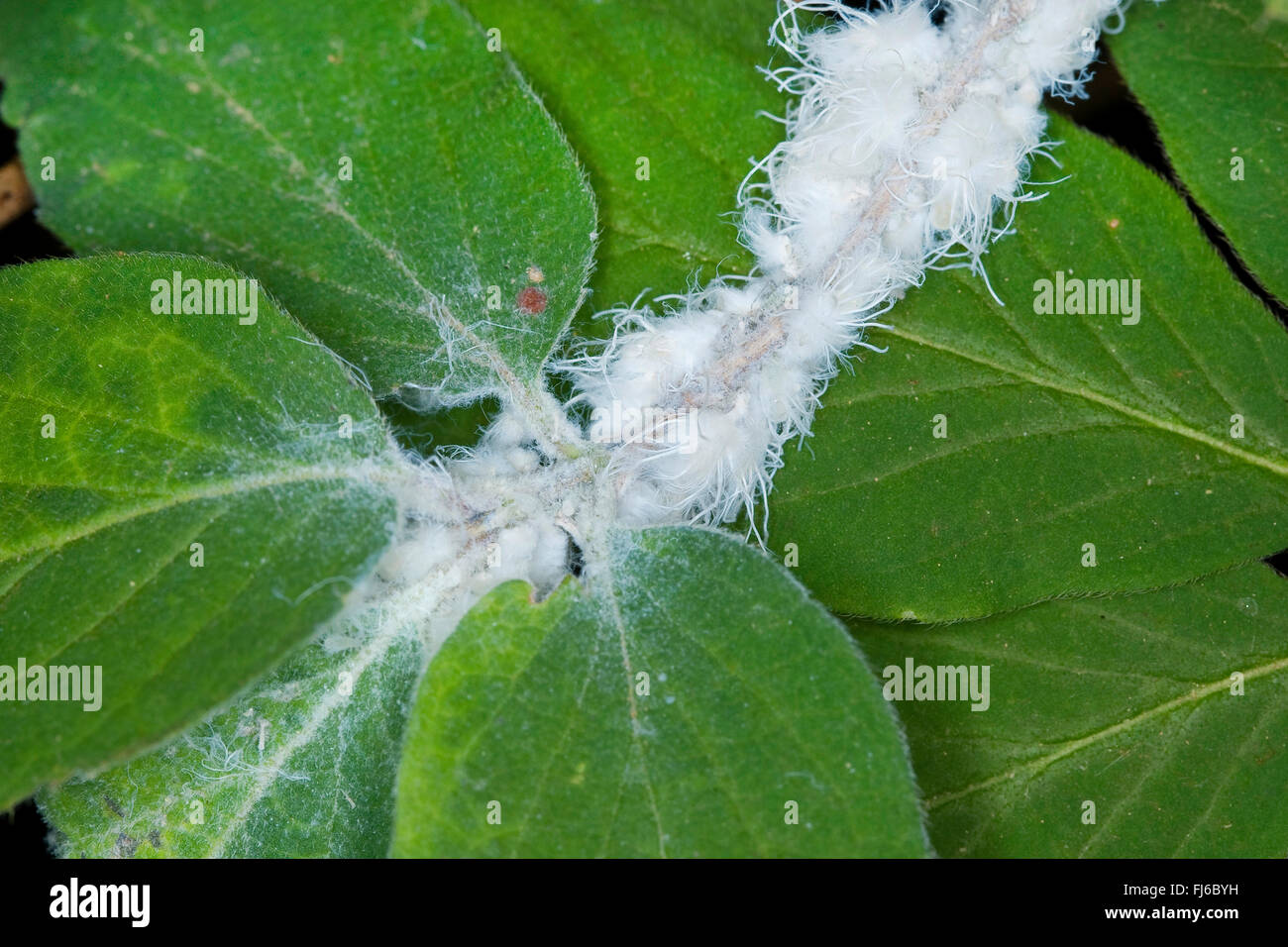 mealybugs (Pseudococcidae), mealybug at a Lonicera, Germany Stock Photo