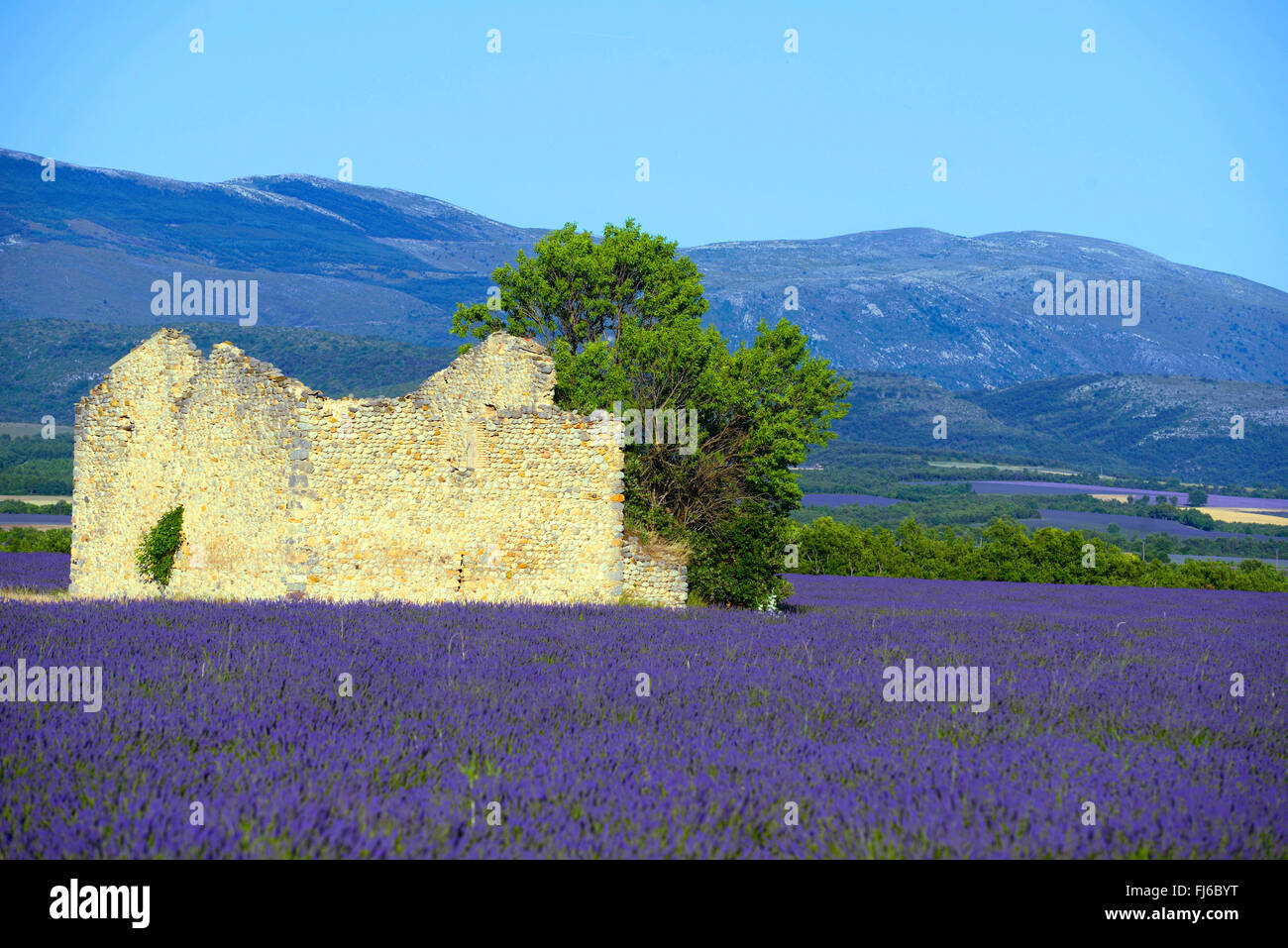 lavender (Lavandula angustifolia), ruin in blooming lavender fields, France, Provence, Alpes de Haute Provence, Valensole Stock Photo