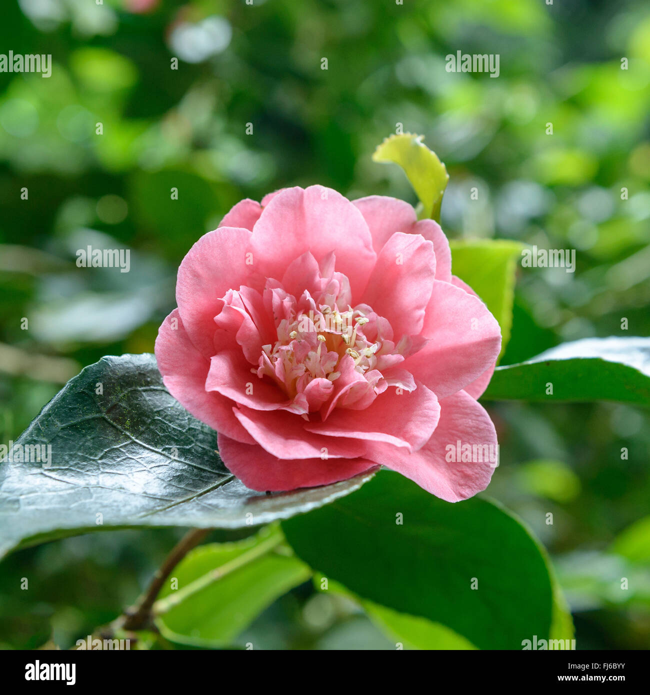 Japanese camellia (Camellia japonica 'RL Wheeler', Camellia japonica RL Wheeler), flower of cultivar RL Wheeler, United Kingdom, England Stock Photo