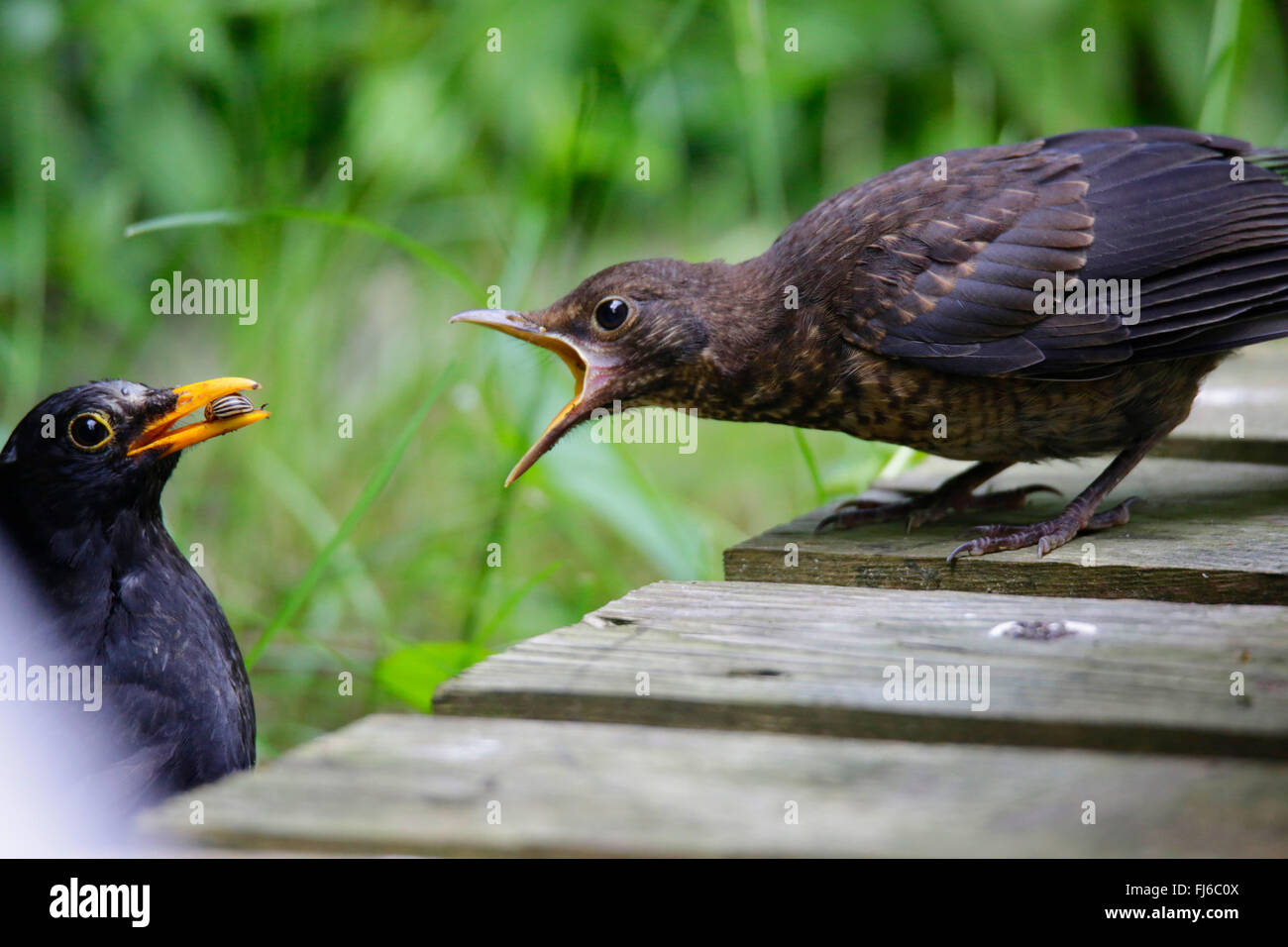 blackbird (Turdus merula), young bird begging, male feeding young bird out of the nest, Germany, Bavaria Stock Photo