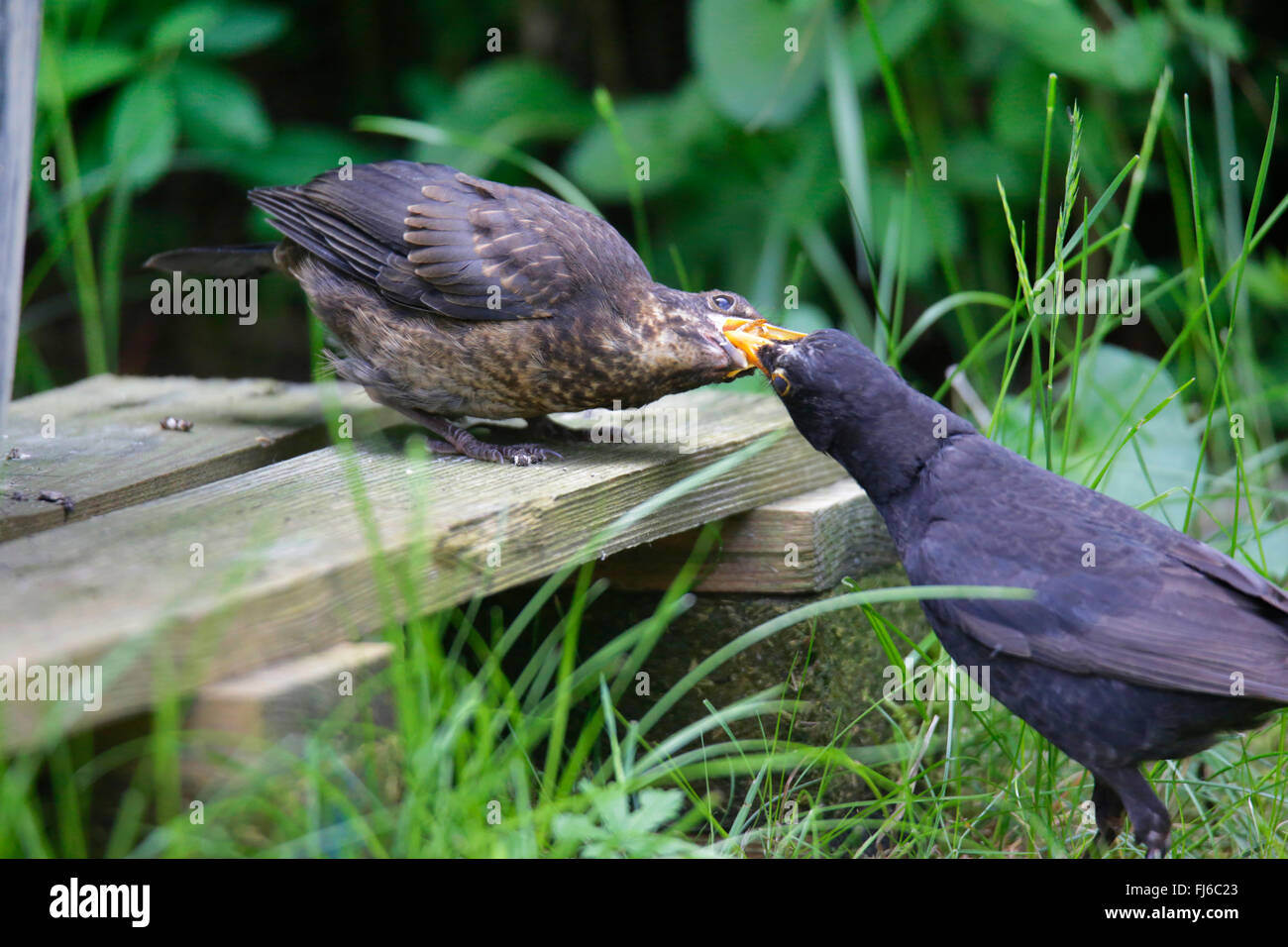 blackbird (Turdus merula), male feeding young bird out of the nest, Germany, Bavaria Stock Photo
