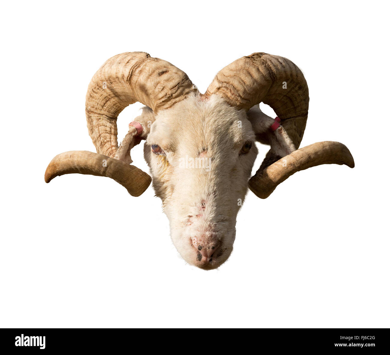 Isolated rams head Stock Photo - Alamy