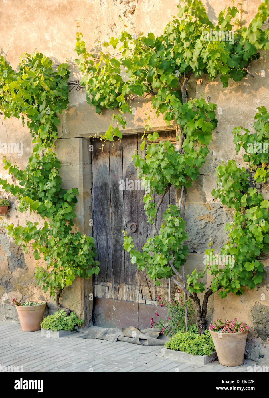 grape-vine, vine (Vitis vinifera), climbing at a barn, Spain, Katalonia, Santa Pau Stock Photo