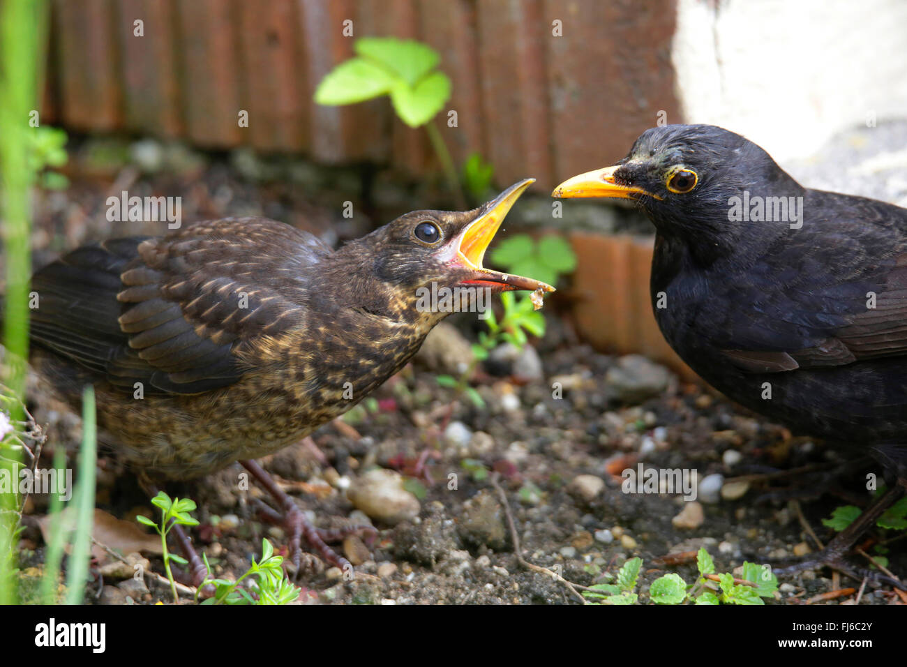 blackbird (Turdus merula), young bird begging for feed, male feeding young bird out of the nest, Germany, Bavaria Stock Photo