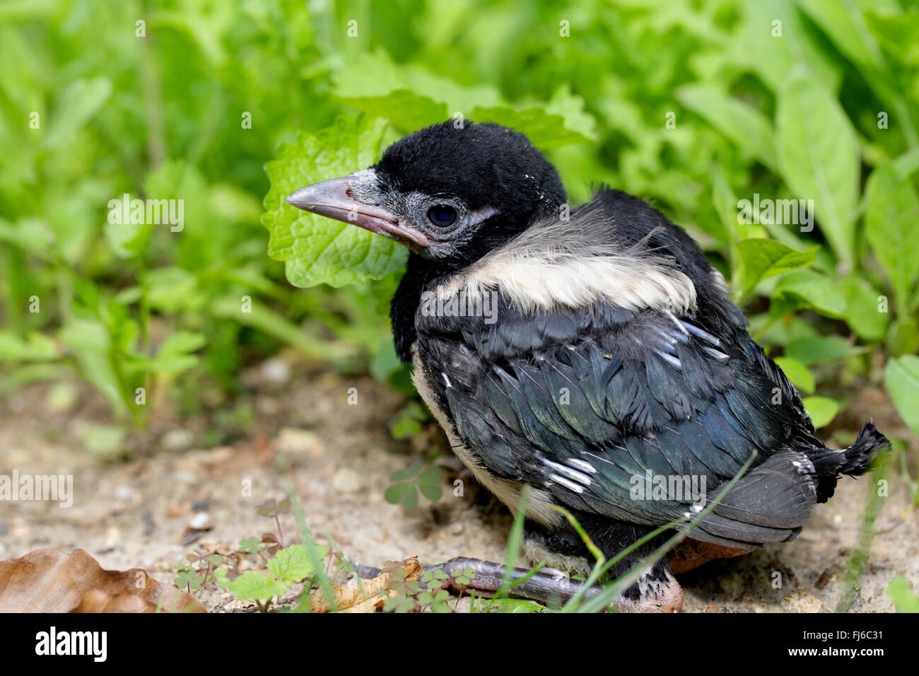 black-billed magpie (Pica pica), young bird sitting on the ground, nestling, Germany, Bavaria Stock Photo