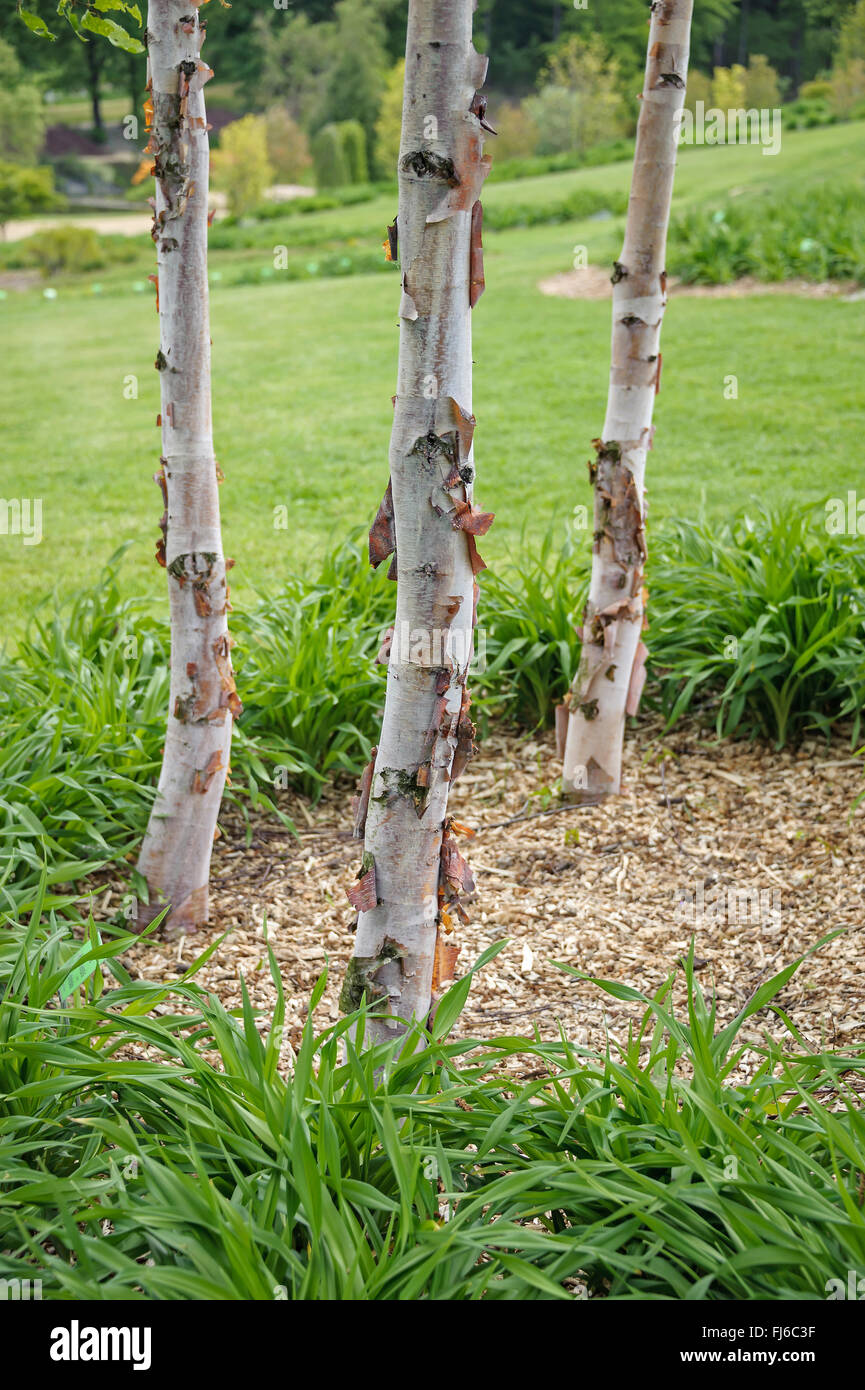 Chinese Red Birch (Betula albosinensis, Betula albosinensis var. albosinensis), three young trunks with bark, Ireland Stock Photo