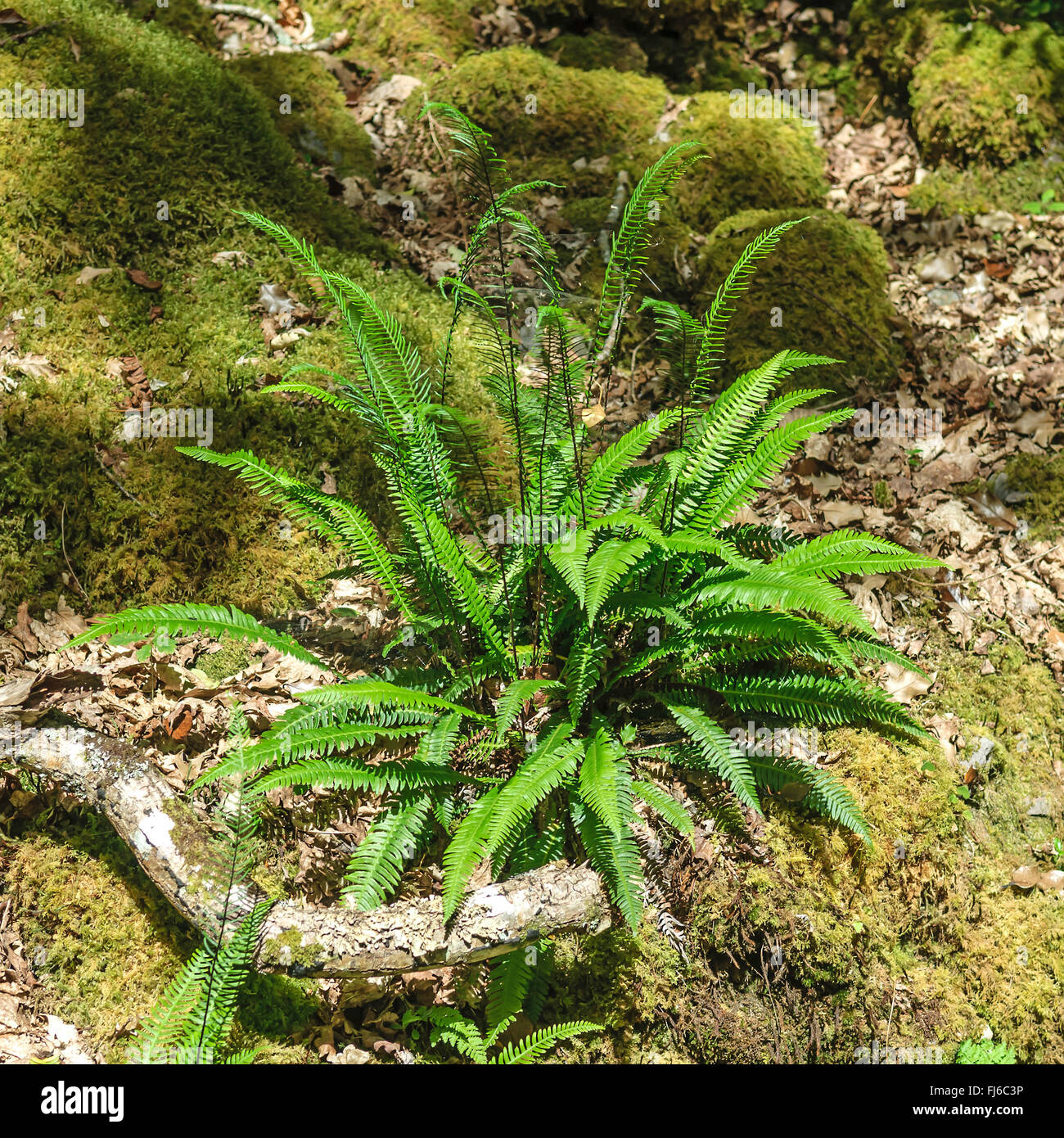 hard-fern (Blechnum spicant), single plant, Ireland Stock Photo