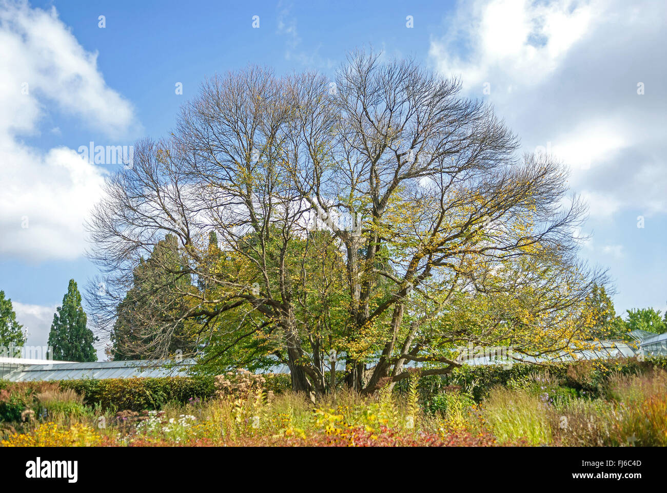 katsura tree (Cercidiphyllum japonicum), tree in a park in autumn, Germany Stock Photo