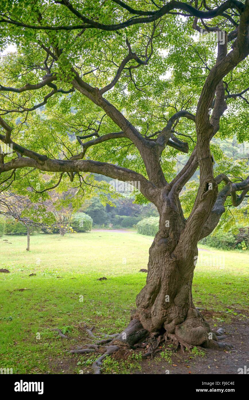 Japanese maple (Acer palmatum), tree in a park, Japan, Honshu Stock Photo