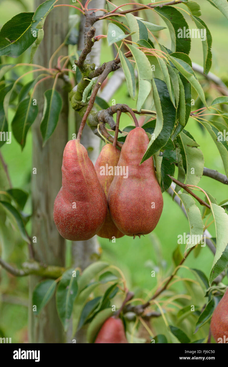 Common pear (Pyrus communis 'Karina', Pyrus communis Karina), pears on a tree, cultivar Karina, Germany Stock Photo