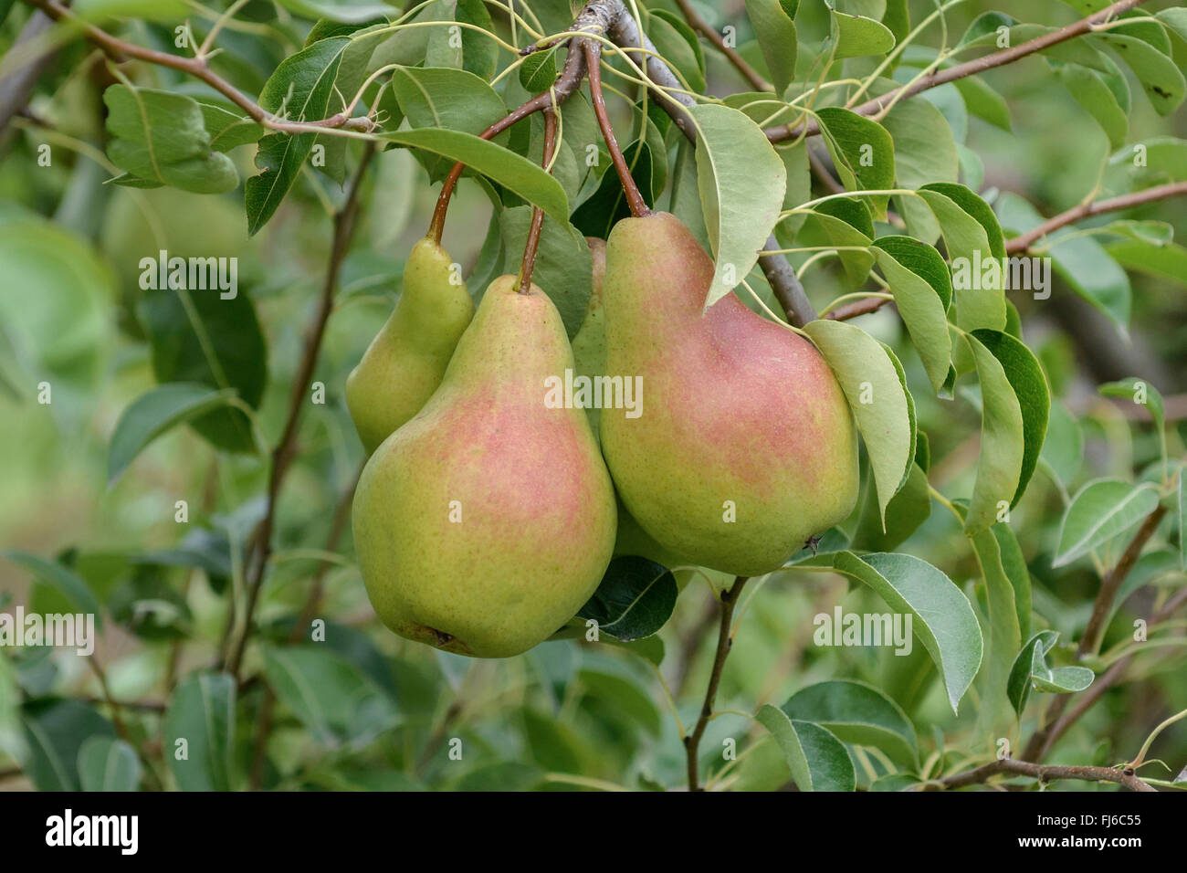 Common pear (Pyrus communis 'Armida', Pyrus communis Armida), pears on a tree, cultivar Armida, Germany Stock Photo