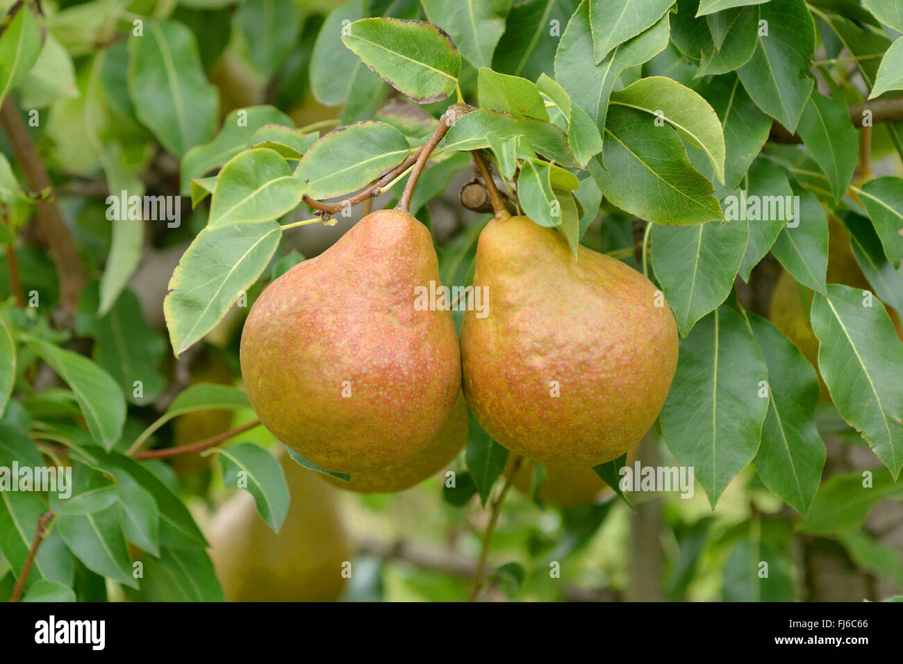 Common pear (Pyrus communis 'Durondeau de Tongre', Pyrus communis Durondeau de Tongre), pears on a tree, cultivar Durondeau de Tongre, Germany Stock Photo