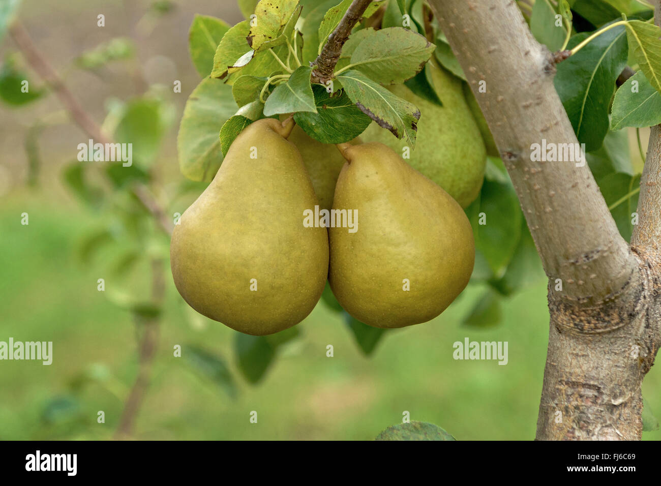 Common pear (Pyrus communis 'Grand Champion', Pyrus communis Grand Champion), pears on a tree, cultivar Grand Champion, Germany Stock Photo