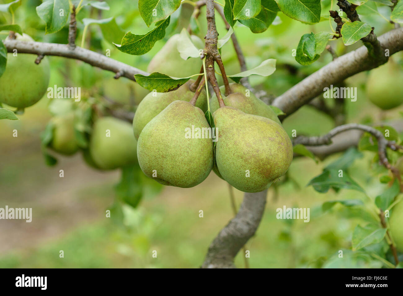 Common pear (Pyrus communis 'Jeanne d'Arc', Pyrus communis Jeanne d'Arc), pears on a tree, cultivar Jeanne d'Arc, Germany Stock Photo