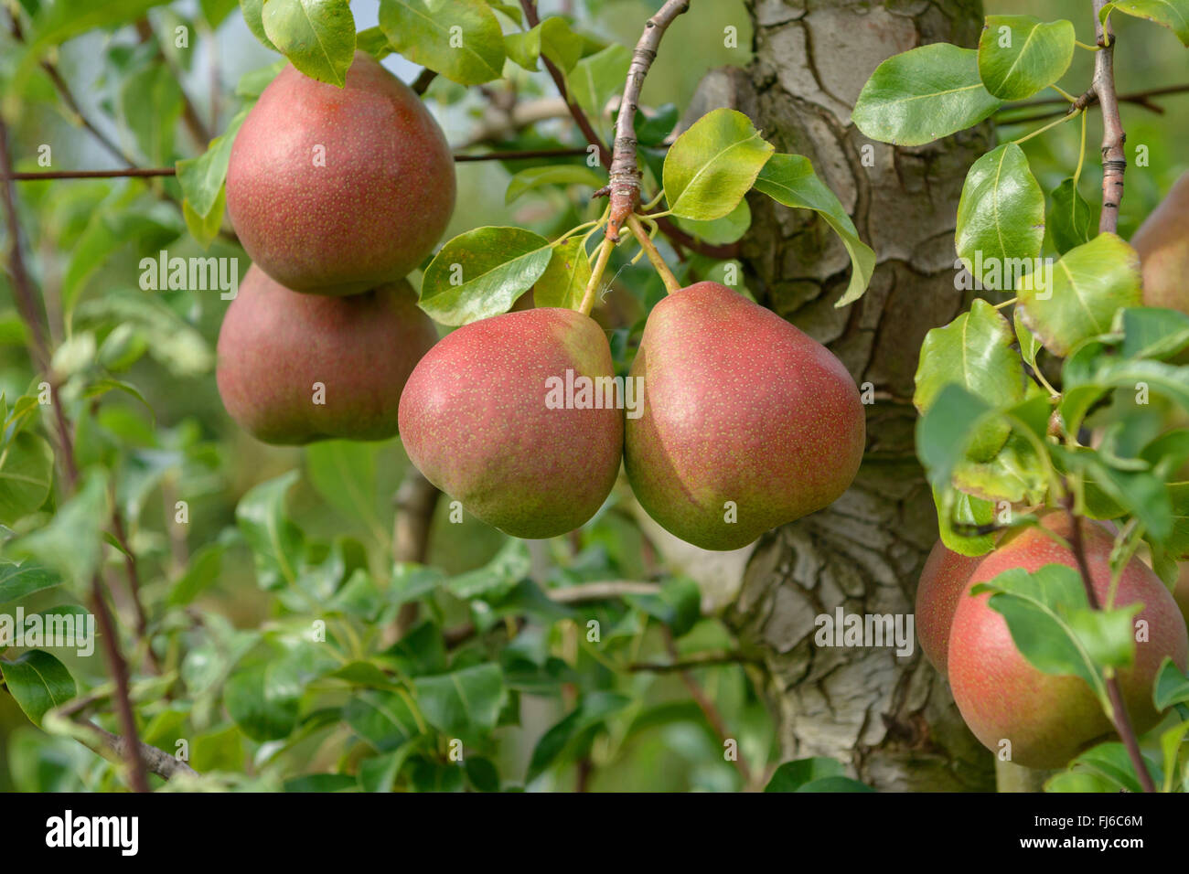 Common pear (Pyrus communis 'Eckehard', Pyrus communis Eckehard), pears on a tree, cultivar Eckehard, Germany Stock Photo