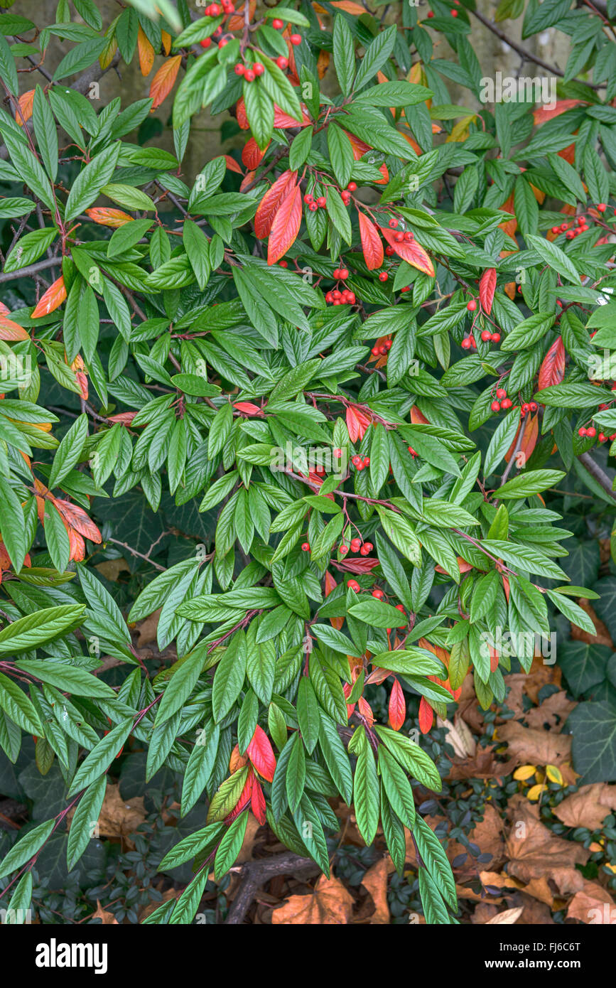 Willowleaf cotoneaster (Cotoneaster floccosusm Cotoneaster salicifolius var. floccosus), branches Stock Photo