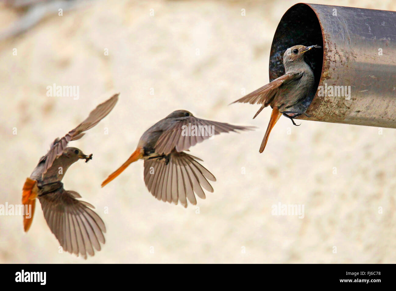 black redstart (Phoenicurus ochruros), approaching the nest in a stovepipe, motion sequence, Germany, Bavaria, Niederbayern, Lower Bavaria Stock Photo
