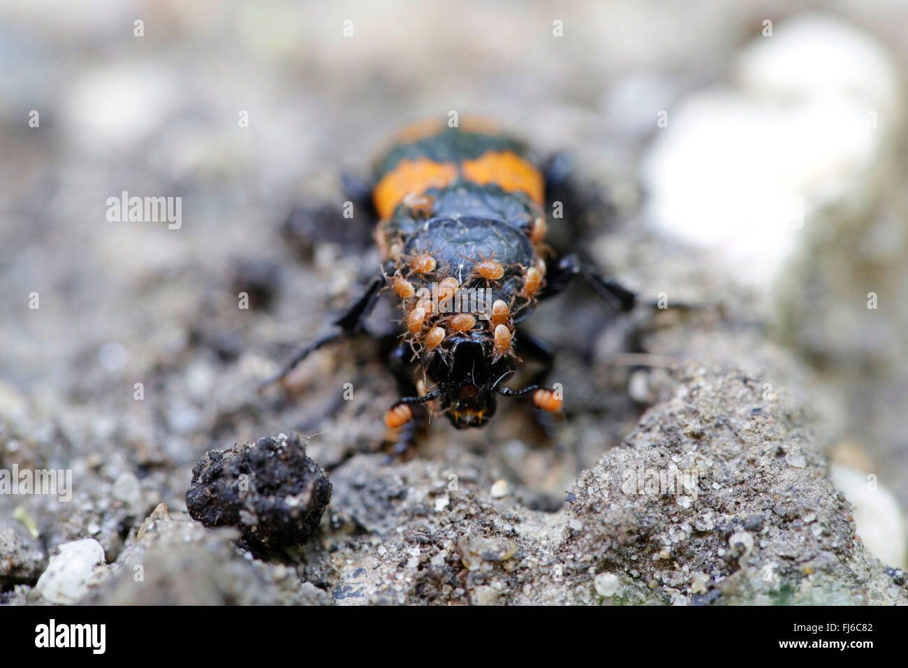 Burying Beetle (Necrophorus vespillo), with mite, Germany, Bavaria, Oberbayern, Upper Bavaria Stock Photo