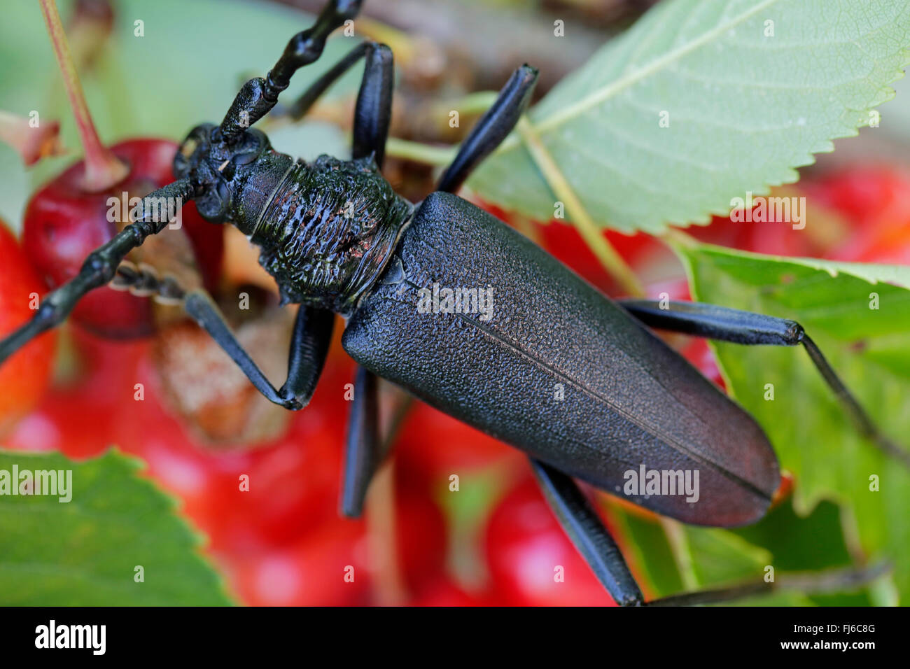 Capricorn Insect Cerdo comestible hi-res stock photography and images - Alamy