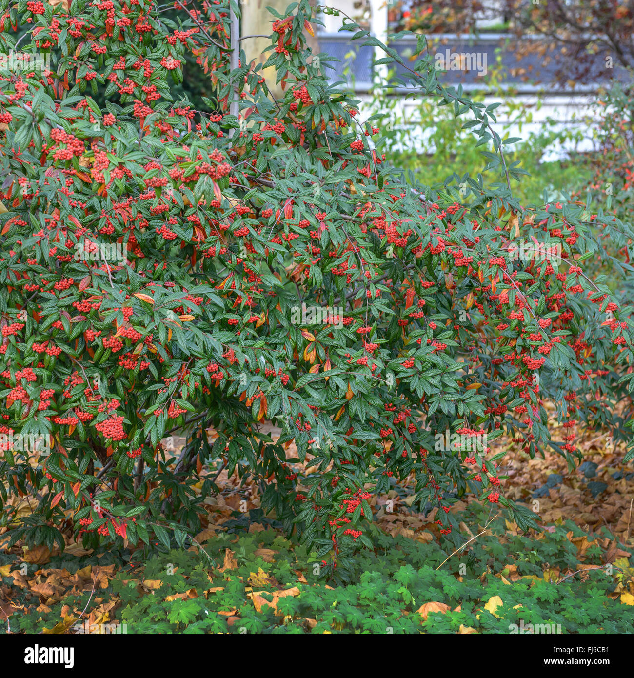 Willowleaf cotoneaster (Cotoneaster floccosusm Cotoneaster salicifolius var. floccosus), branche with fruits Stock Photo