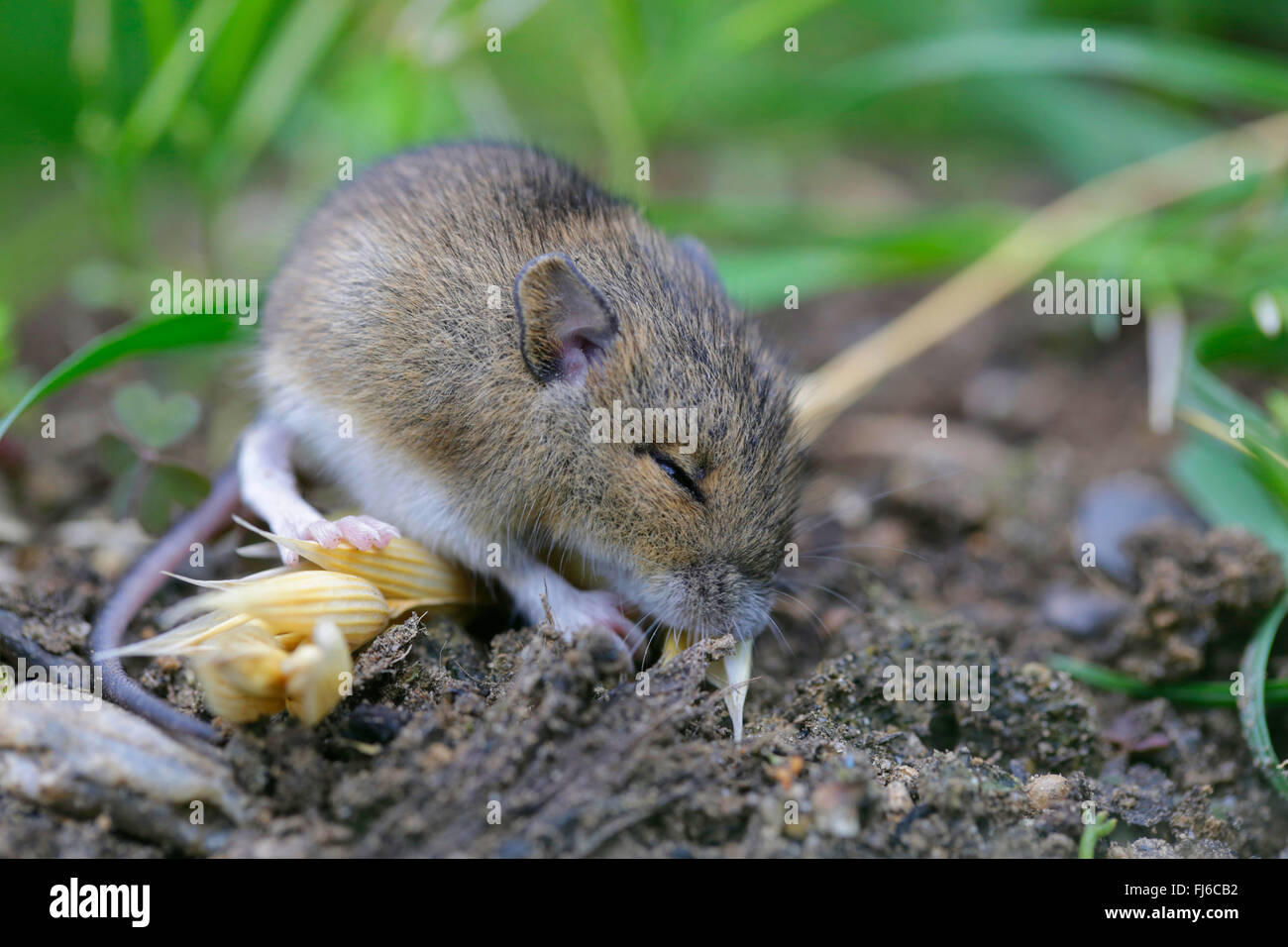 common vole (Microtus arvalis), young animal eating oat seeds, Germany, Bavaria Stock Photo
