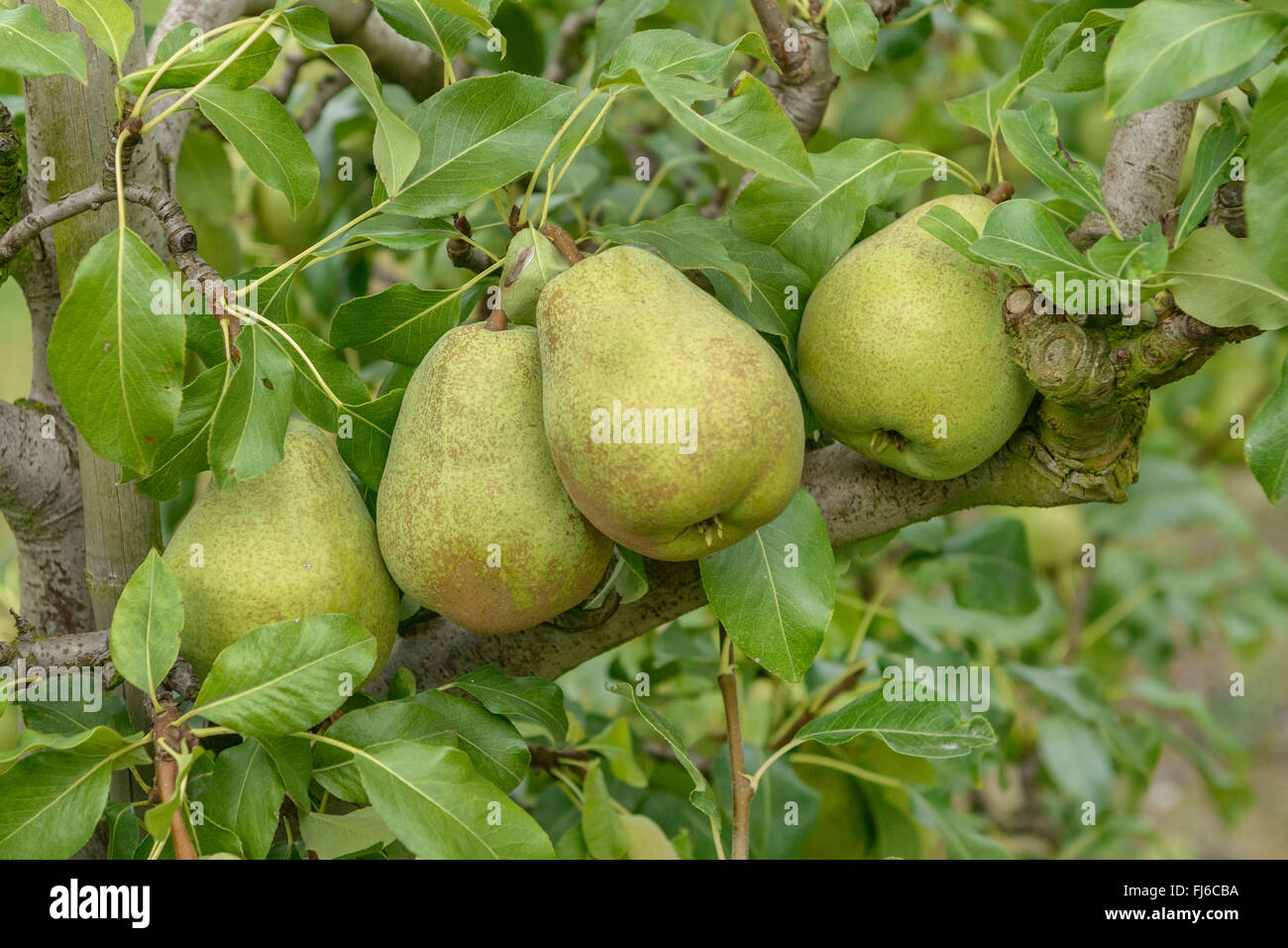 Common pear (Pyrus communis 'Jeanne d'Arc', Pyrus communis Jeanne d'Arc), pears on a tree, cultivar Jeanne d'Arc, Germany Stock Photo