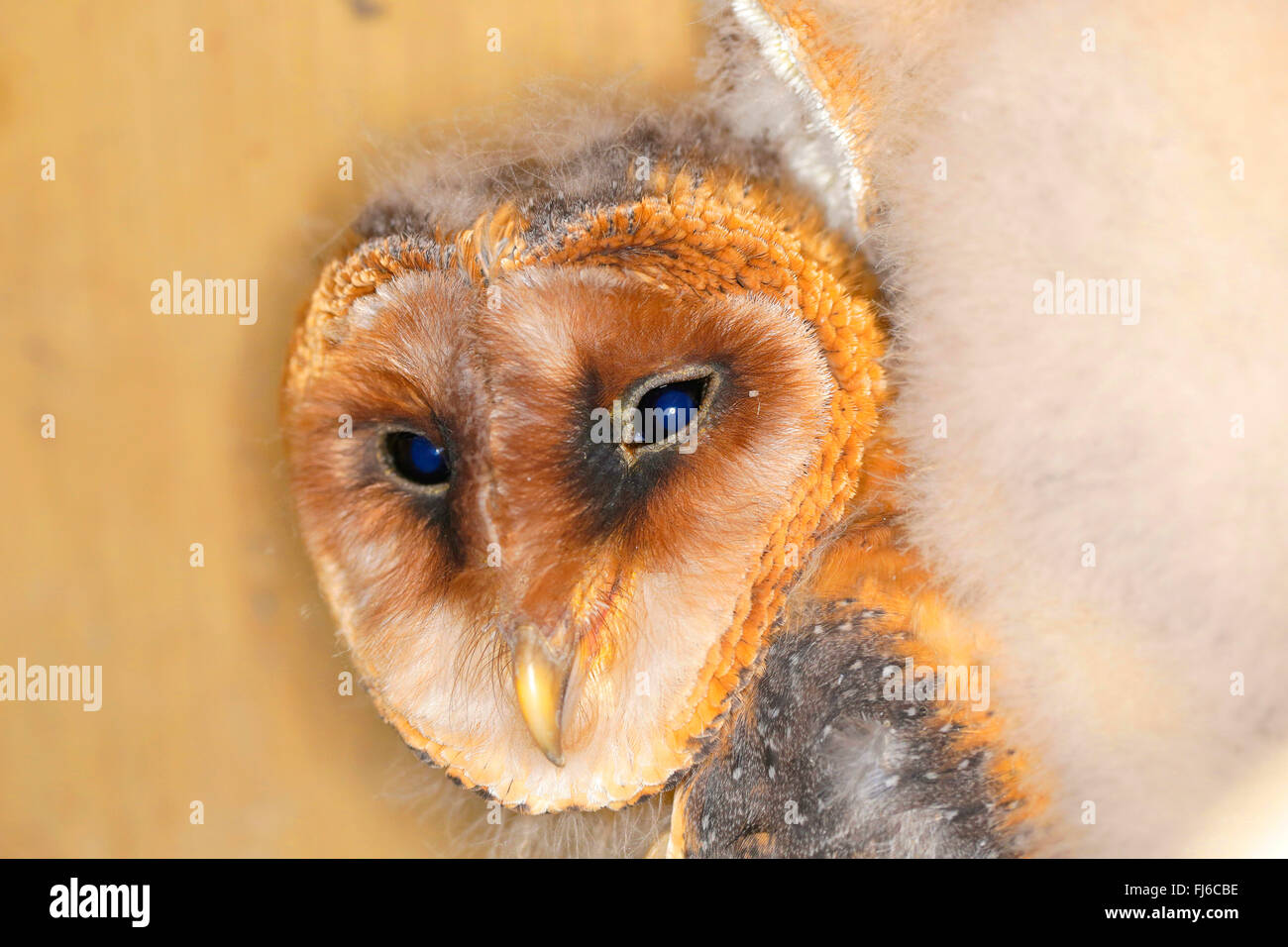 Barn owl (Tyto alba), nearly adult young bird, portrait, Germany, Bavaria Stock Photo