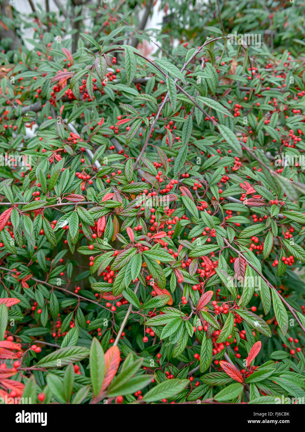 Willowleaf cotoneaster (Cotoneaster floccosusm Cotoneaster salicifolius var. floccosus), branche with fruits Stock Photo
