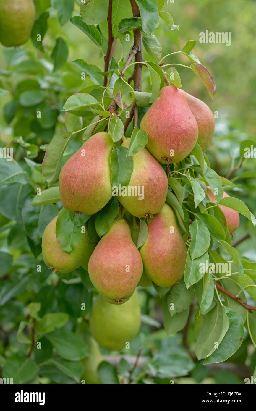 Common pear (Pyrus communis 'Elektra', Pyrus communis Elektra), pears on a tree, cultivar Elektra, Germany Stock Photo