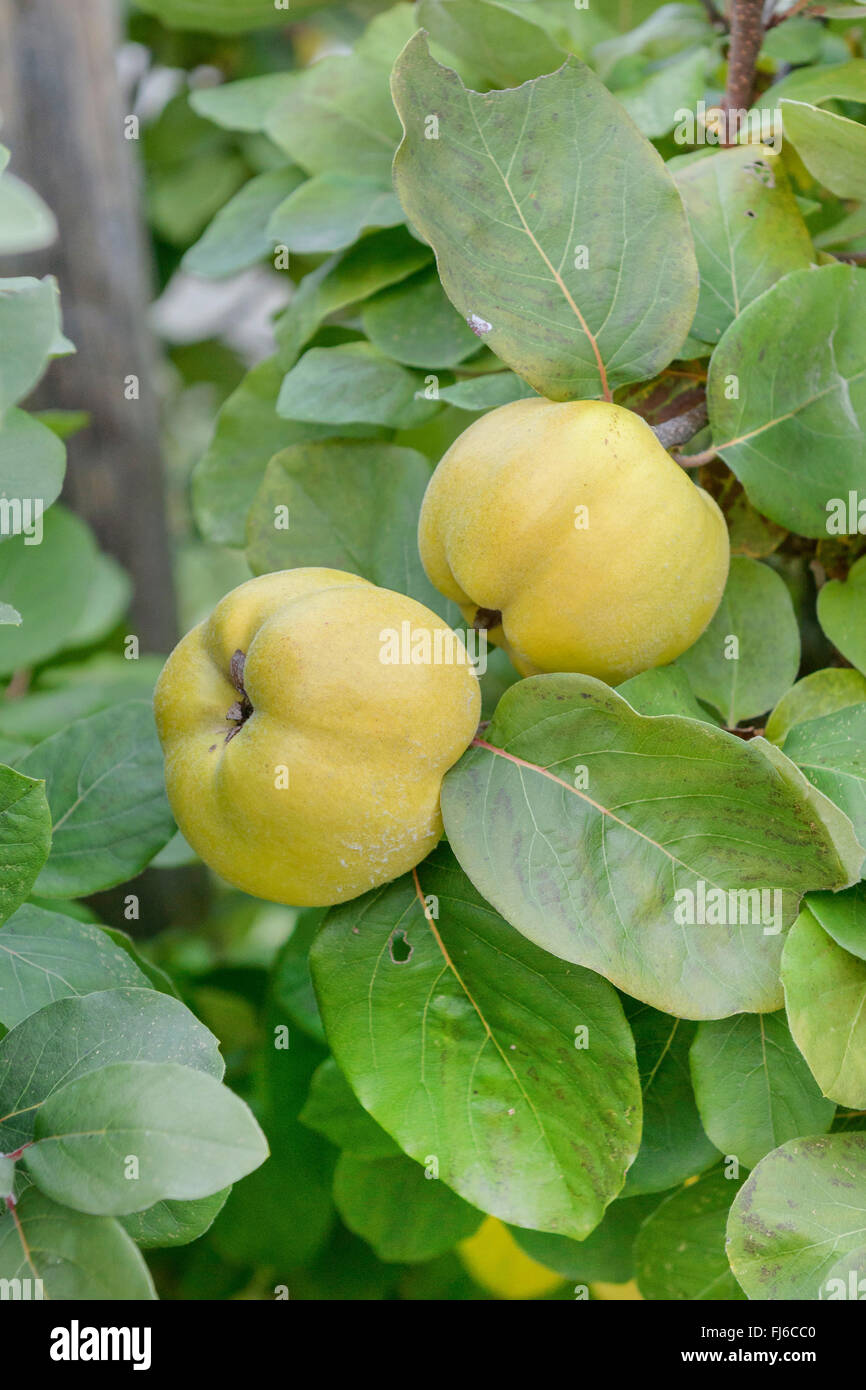 Quince fruit tree hires stock photography and images Alamy