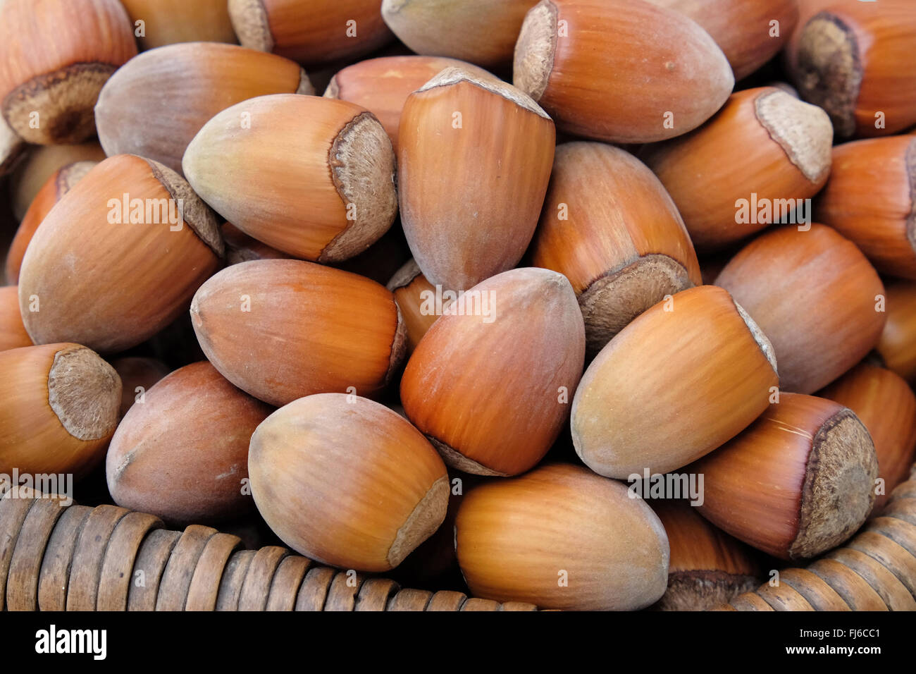 hazelnut (Corylus avellana 'Gunslebener Zellernuss', Corylus avellana Gunslebener Zellernuss), hazelnuts of cultivar Gunslebener Zellernuss Stock Photo