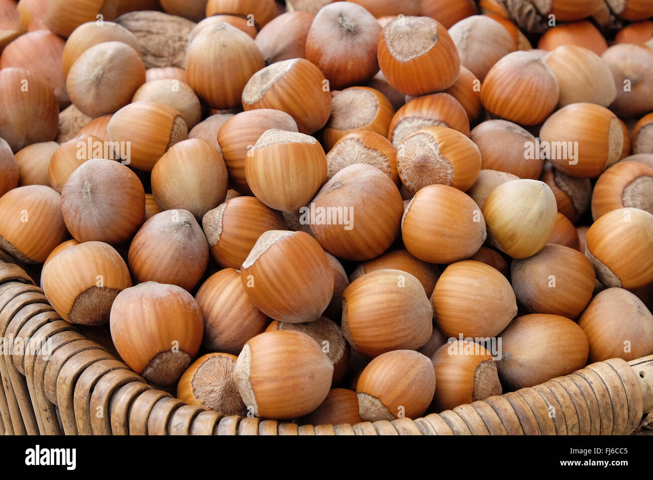 hazelnut (Corylus avellana 'Daria', Corylus avellana Daria), hazelnuts of cultivar Daria Stock Photo