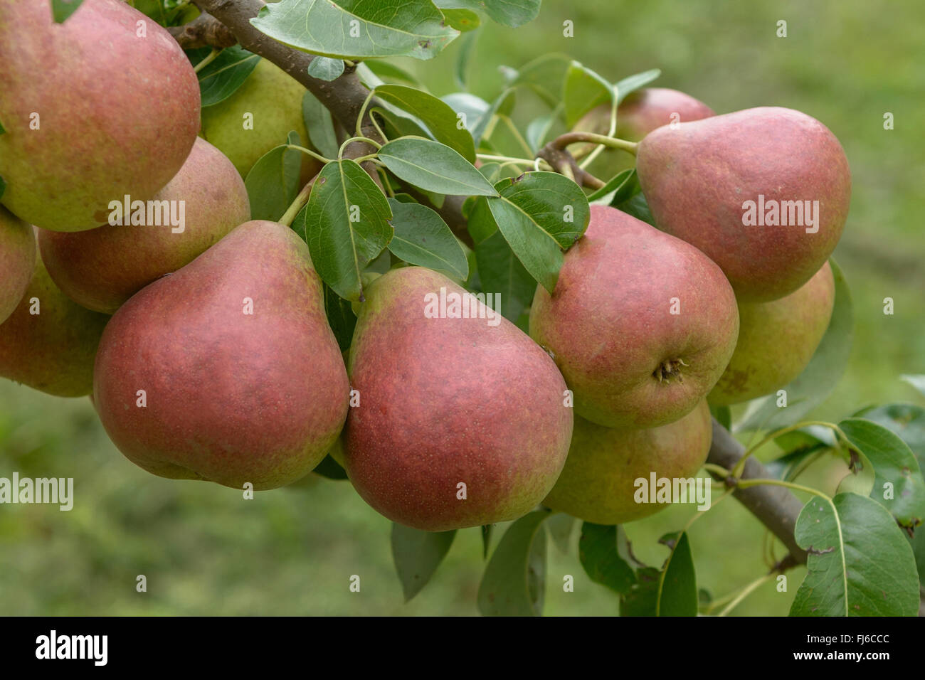 Common pear (Pyrus communis 'Dicolor', Pyrus communis Dicolor), pears on a tree, cultivar Dicolor, Germany Stock Photo
