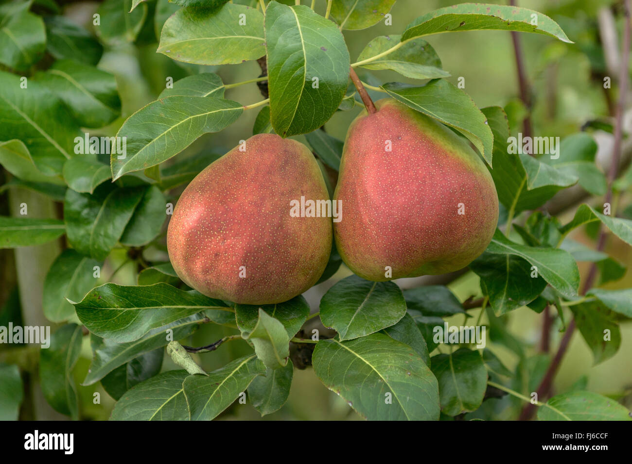Common pear (Pyrus communis 'Gerburg', Pyrus communis Gerburg), pears on a tree, cultivar Gerburg, Germany Stock Photo