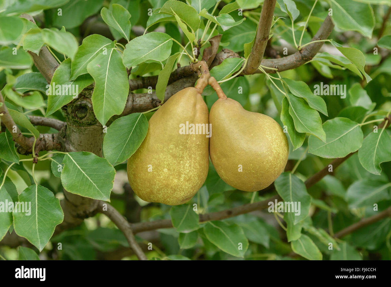 Common pear (Pyrus communis 'Champirac', Pyrus communis Champirac), pears on a tree, cultivar Champirac, Germany Stock Photo