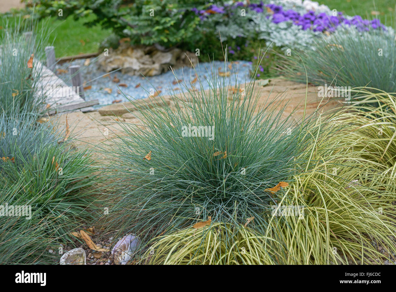 blue fescue (Festuca glauca 'Elijah Blue', Festuca glauca Elijah Blue) Stock Photo