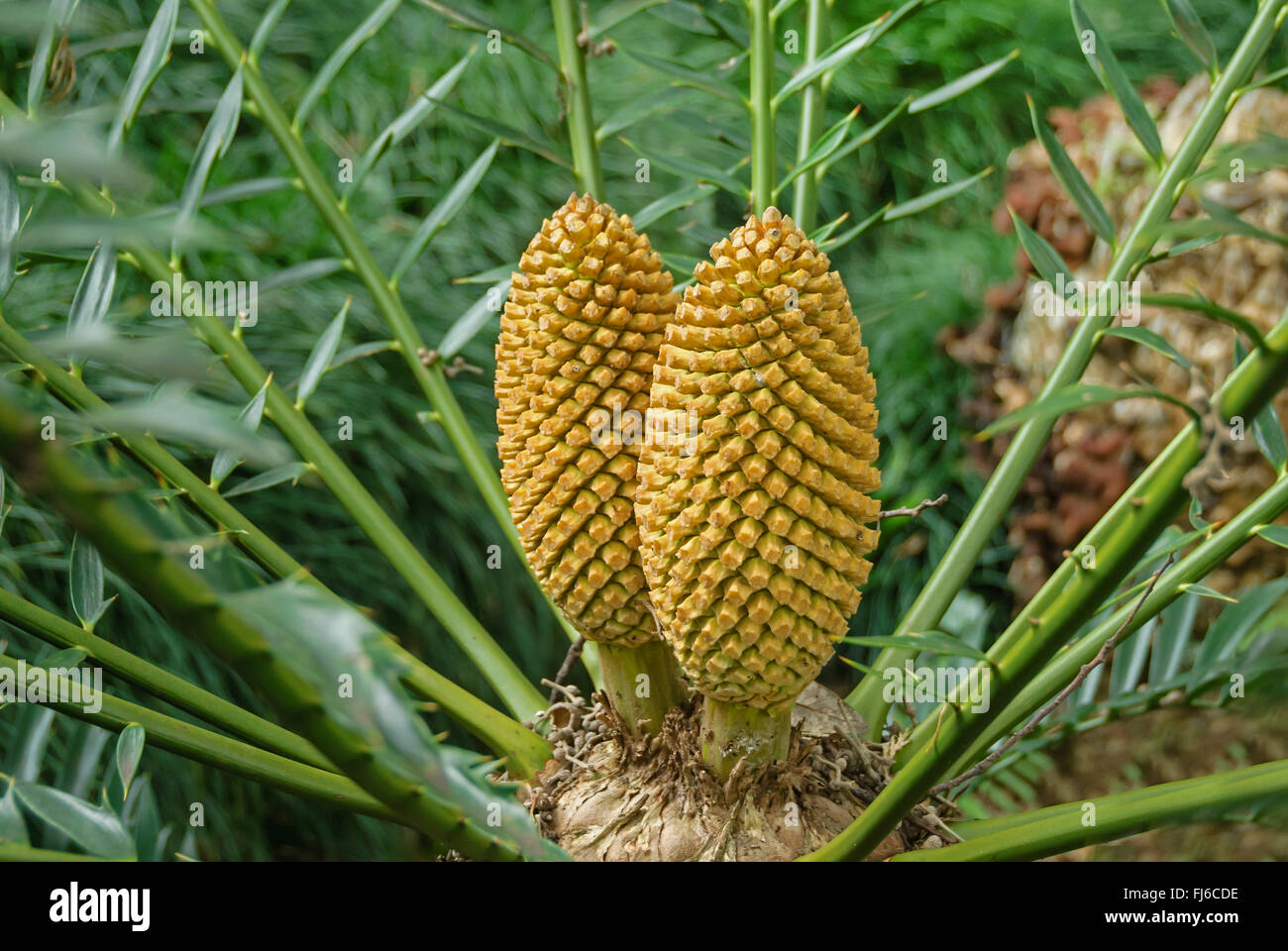 bread tree cycad (Encephalartos altensteinii x trispinosus), with cones, Portugal, Madeira Stock Photo