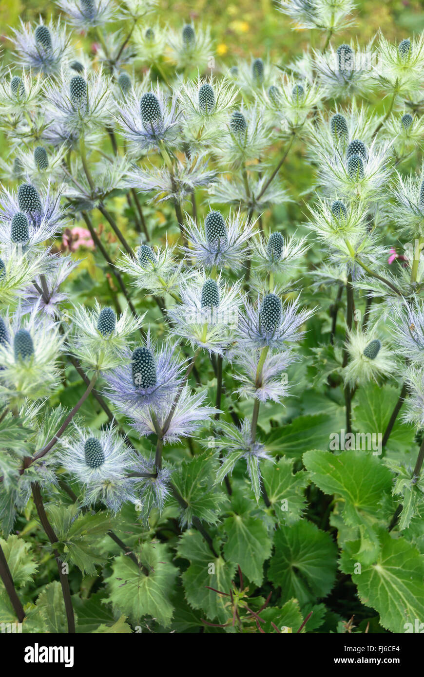 Alpine sea holly, Alpine eryngo, Queen of the alps (Eryngium alpinum