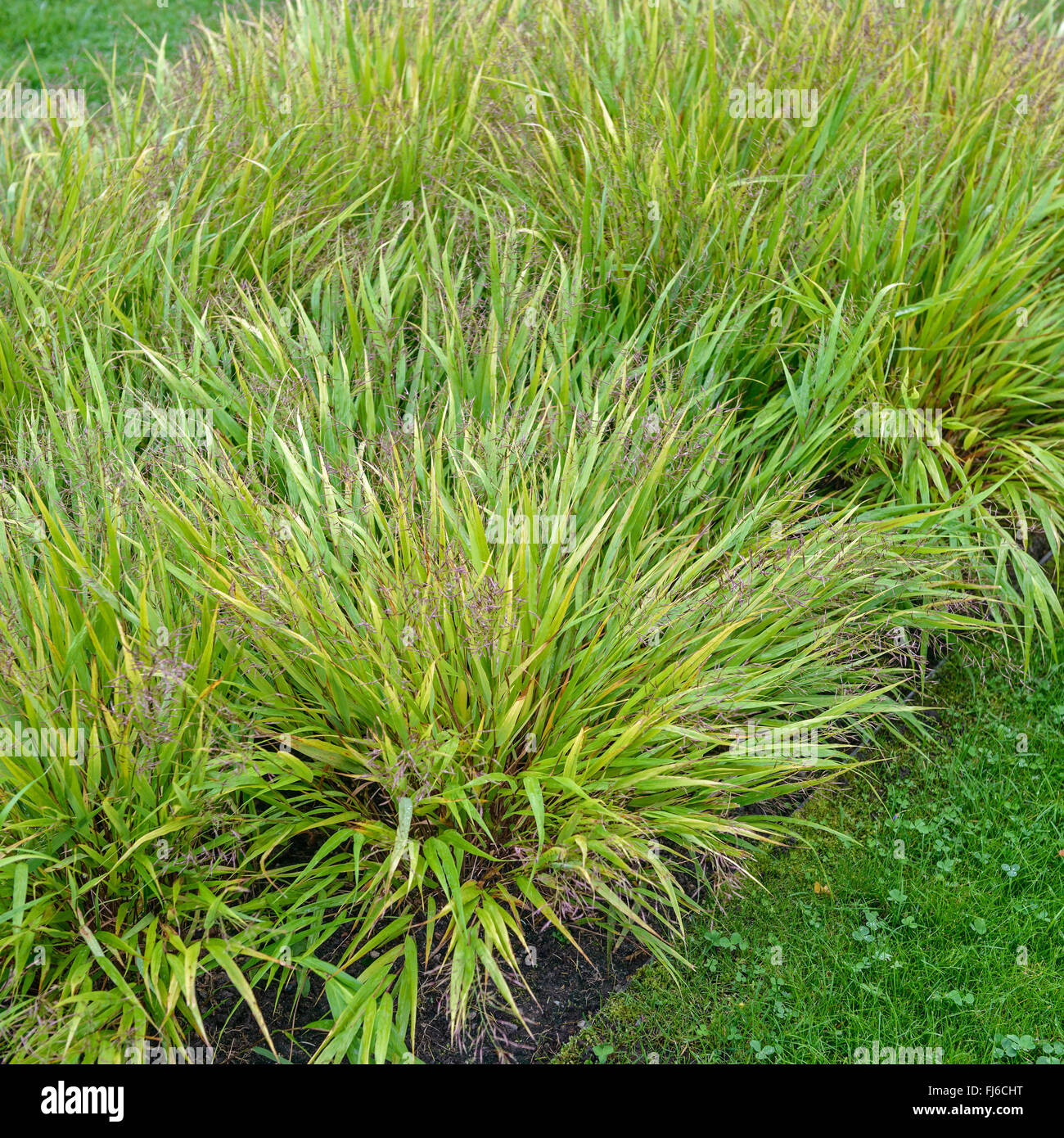 Japanese forest grass, Hakone grass (Hakonechloa macra), blooming Stock Photo