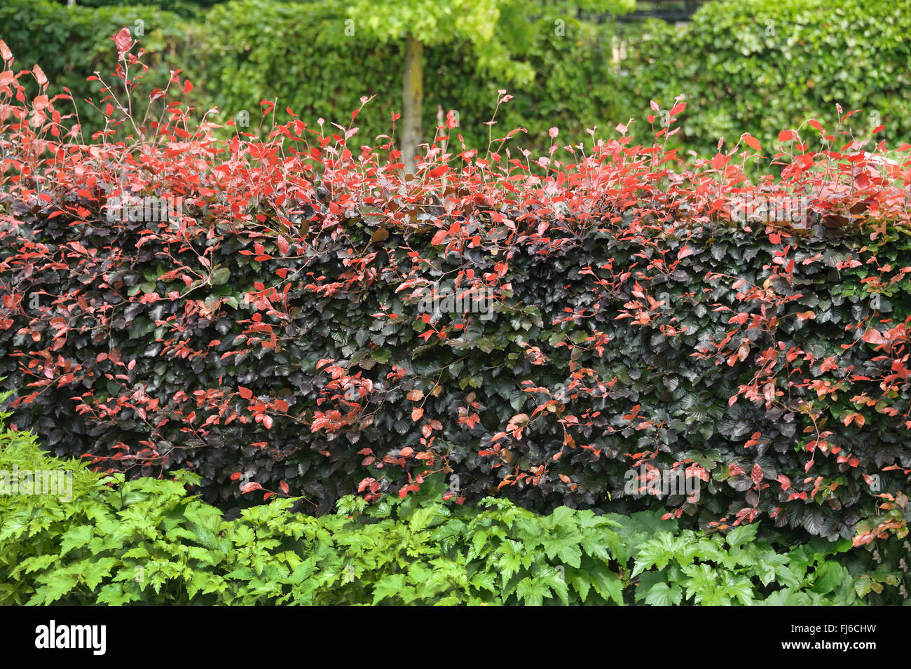 copper beech (Fagus sylvatica var. purpurea, Fagus sylvatica 'Atropunicea', Fagus sylvatica Atropunicea), hedge of cultivar Atropunicea, Netherlands Stock Photo