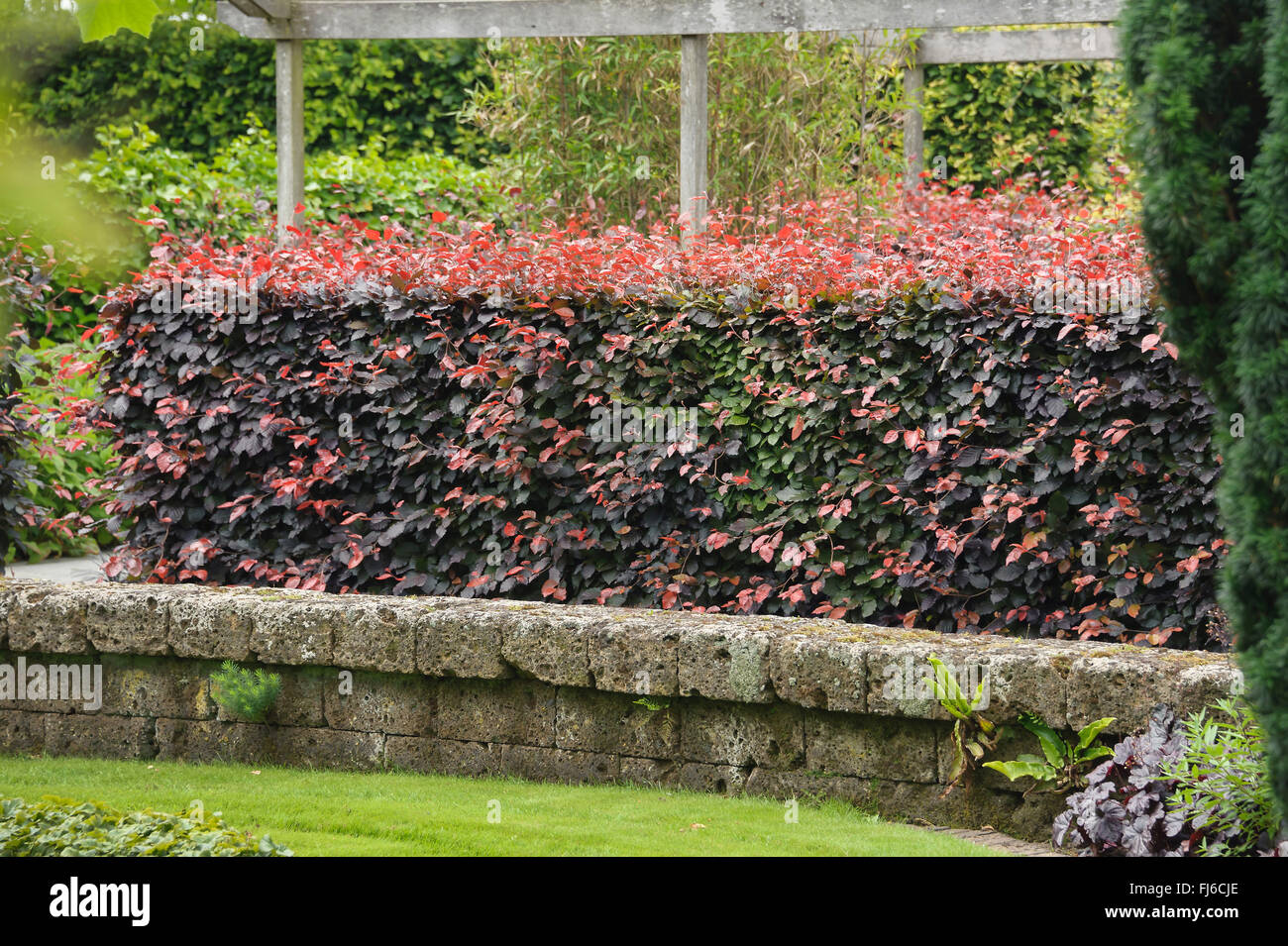 copper beech (Fagus sylvatica var. purpurea, Fagus sylvatica 'Atropunicea', Fagus sylvatica Atropunicea), hedge of cultivar Atropunicea, Netherlands Stock Photo