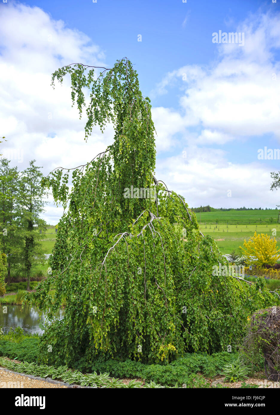 common beech (Fagus sylvatica 'Pendula', Fagus sylvatica Pendula), cultivar Pendula, Poland Stock Photo