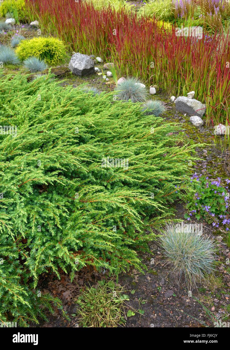 Temple juniper, Shore Juniper (Juniperus rigida 'Schlager', Juniperus rigida Schlager), Sachalin-Kriech-Wacholder Stock Photo