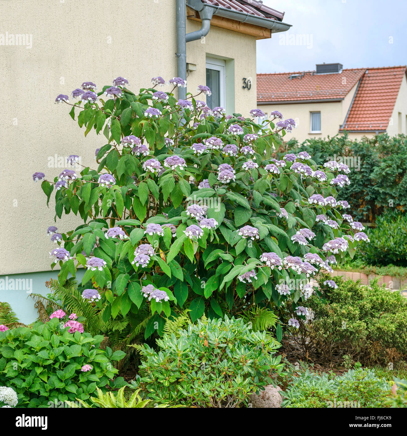 Hortensia (Hydrangea aspera subsp sargentiana, Hydrangea sargentiana), blooming in a frontyard, Germany Stock Photo