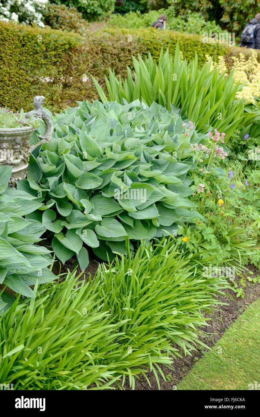 Plantain lily (Hosta tokudama Hosta sieboldiana var. fortunei), Germany Stock Photo