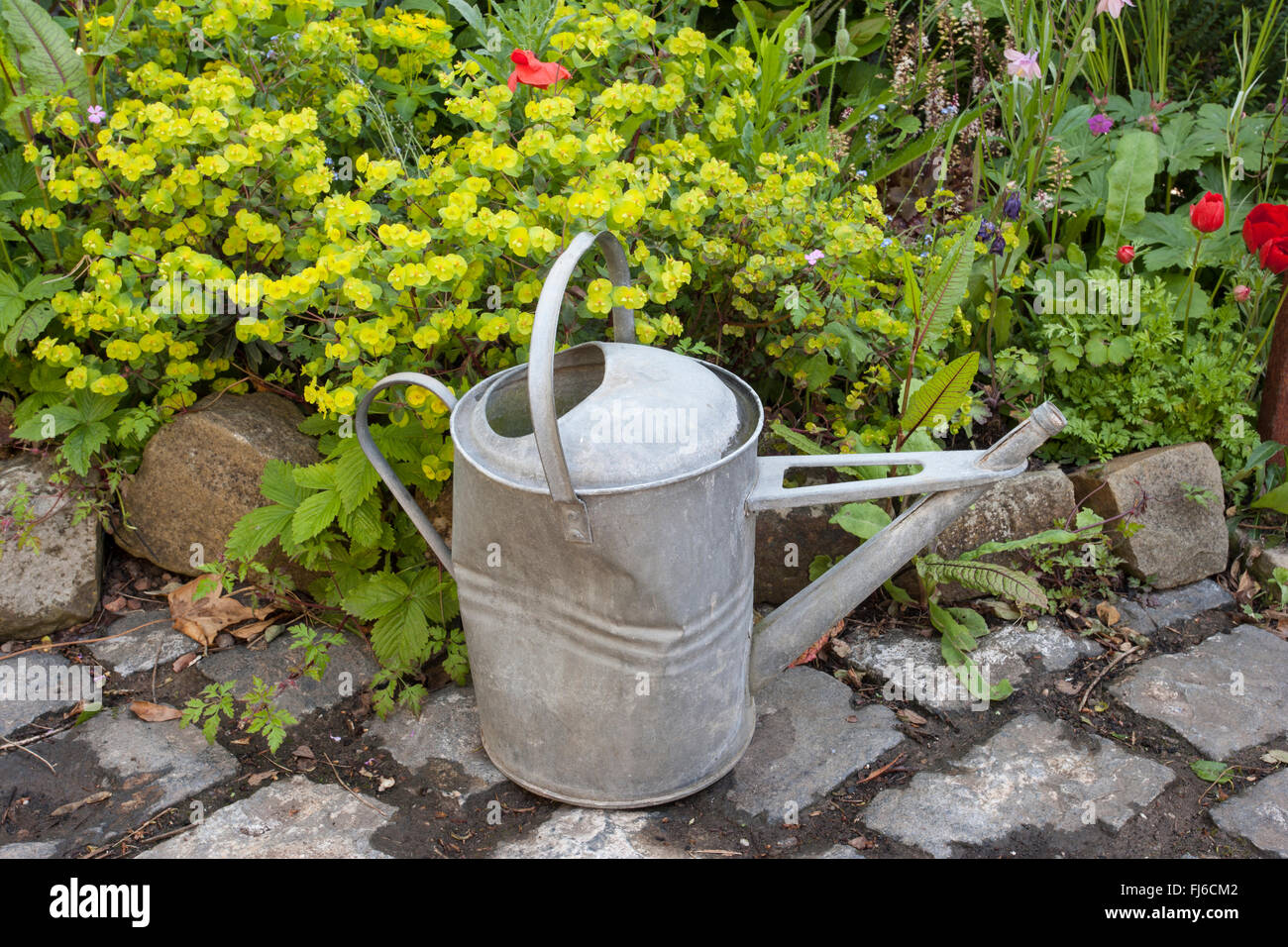 old metal watering can in garden Stock Photo