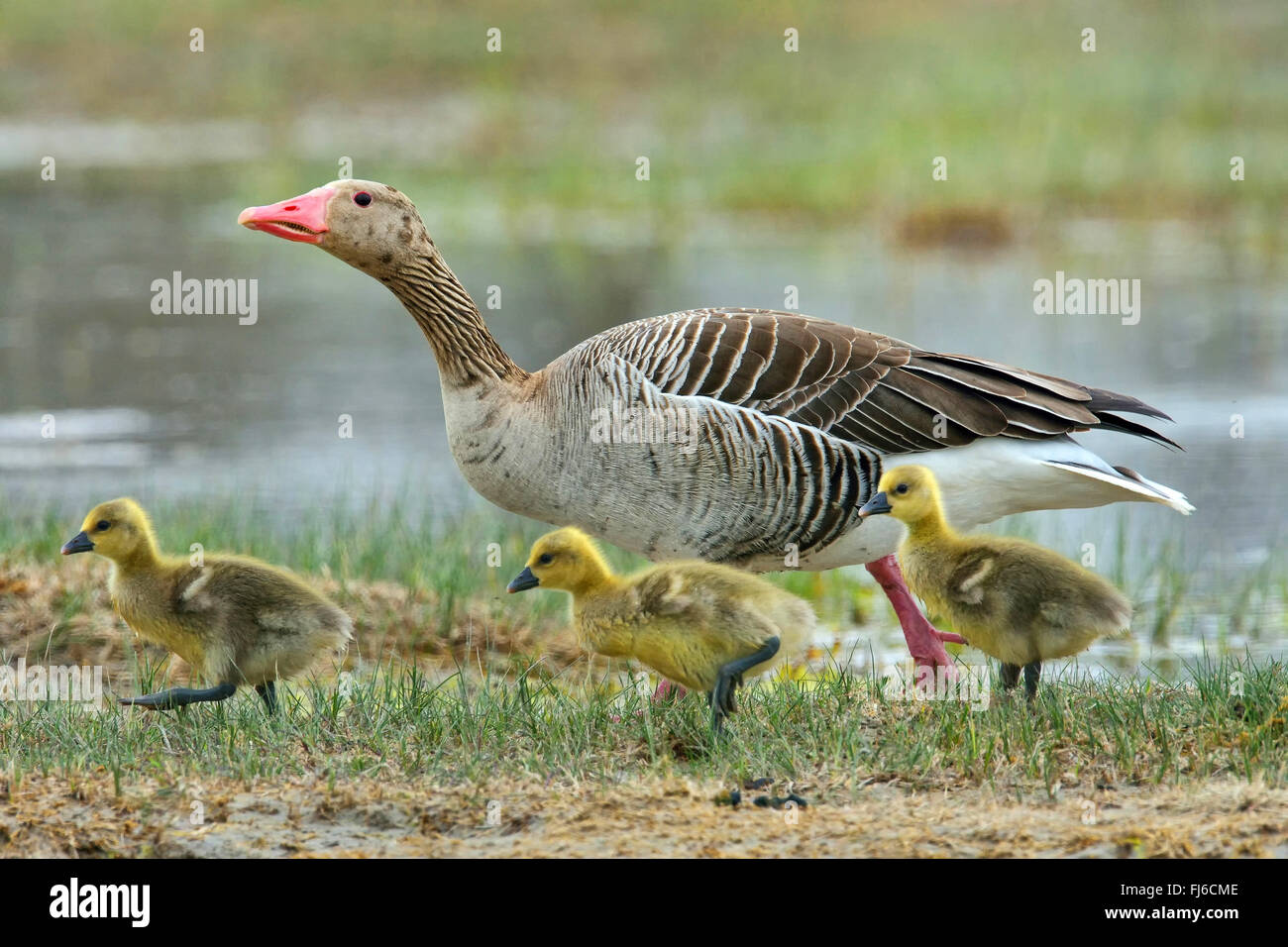 greylag goose (Anser anser), female with three goose chicks at the