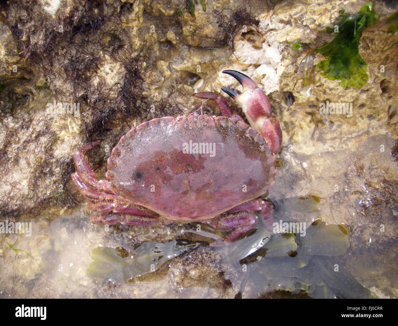 Edible crab climbing out of rock pool Stock Photo 97257435 Alamy