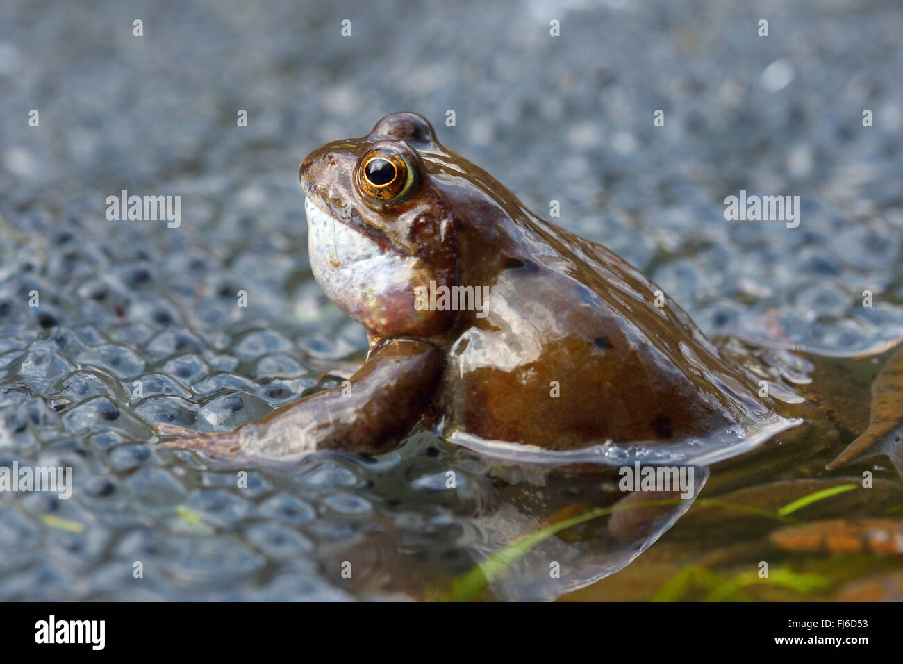 common frog, grass frog (Rana temporaria), sitting in water with eggs, Austria, Burgenland, Neusiedler See National Park Stock Photo